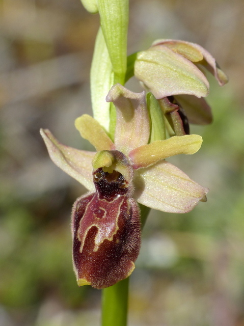 Ophrys precoci nellAbruzzo sud orientale 2022